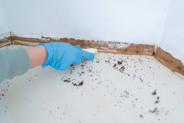 Best Local Pest Control Services  in South Haven, IN